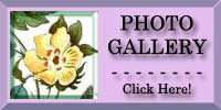 Cotton Flower Photo Gallery
