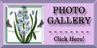 Hyacinth Photo Gallery